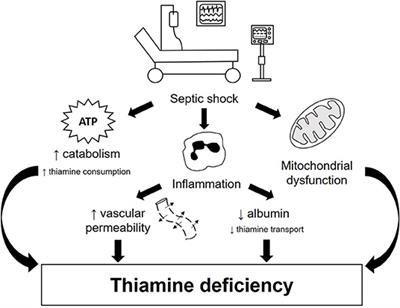 Insights Into Thiamine Supplementation in Patients With Septic Shock